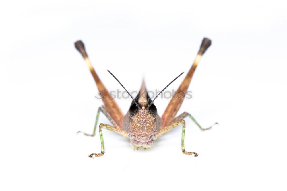 Similar – Image, Stock Photo de hearing Deer Antlers