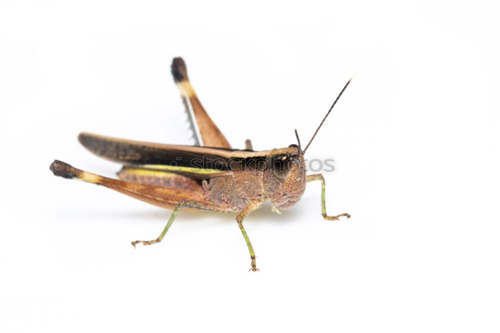 Similar – grasshoppers hoppers