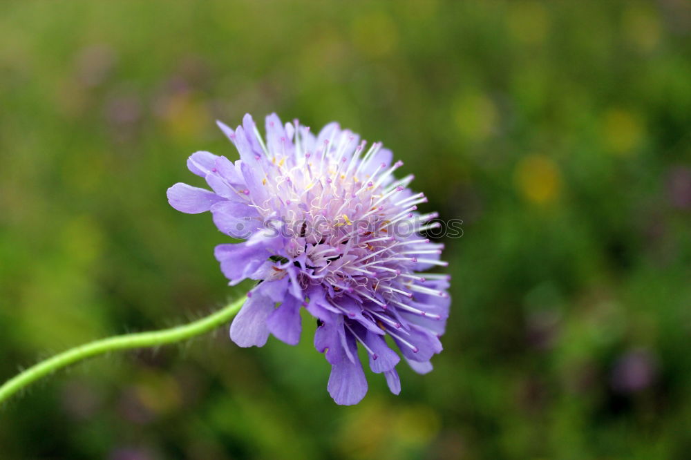 Similar – cornflower Plant Blossom