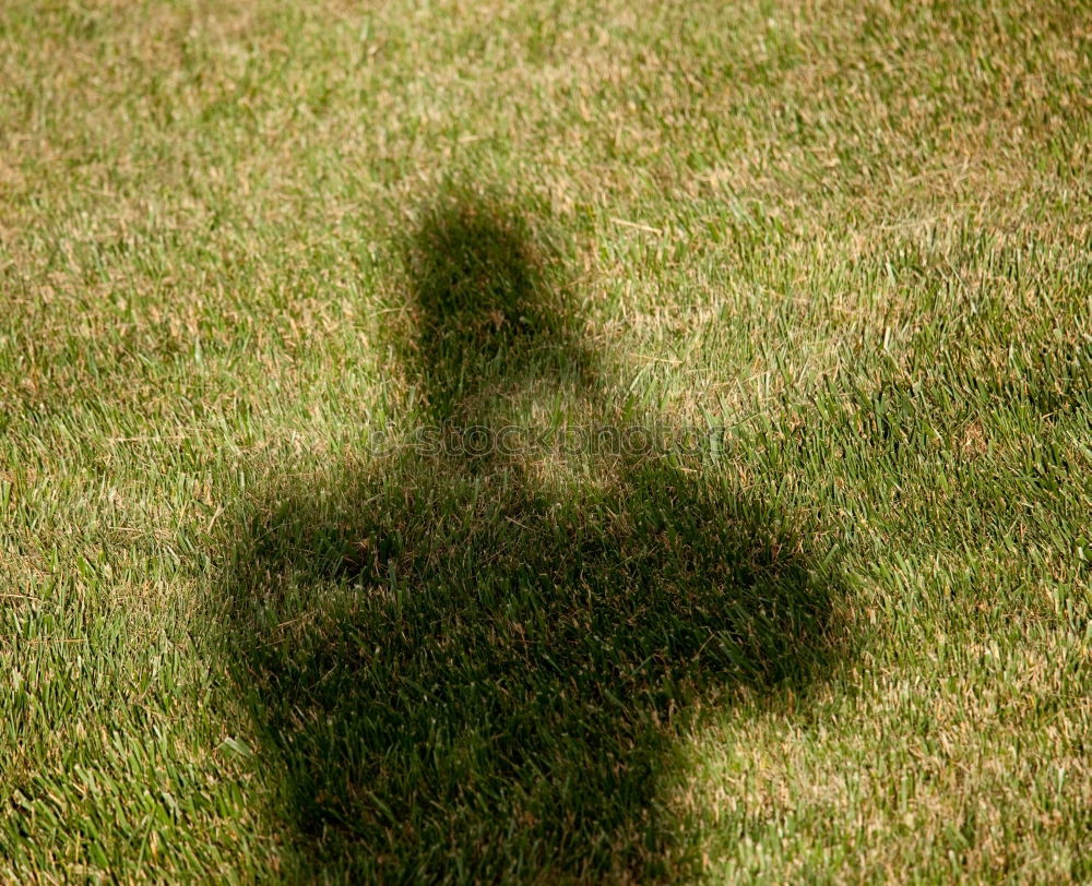 Similar – Image, Stock Photo Spiderman’s Shadow Meadow