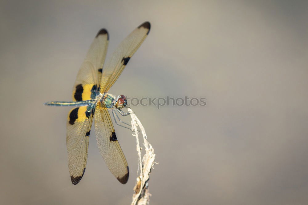 Image, Stock Photo field wasp Environment