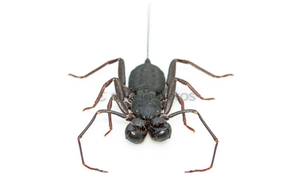 Similar – Foto Bild Bug is over. Schiffsbug