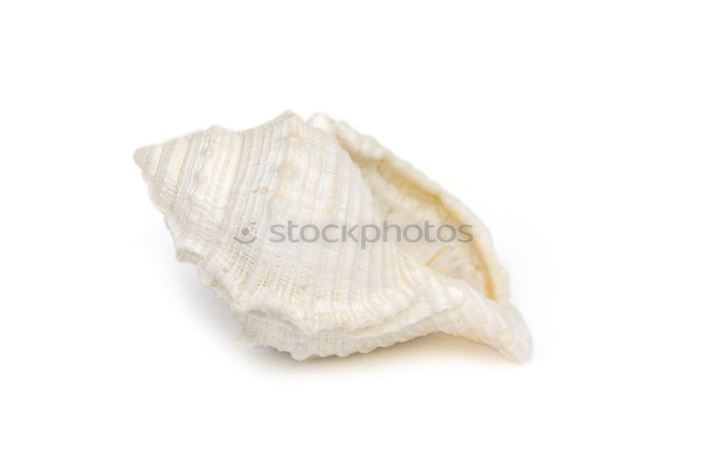 Similar – Image, Stock Photo herbarium Elegant Style