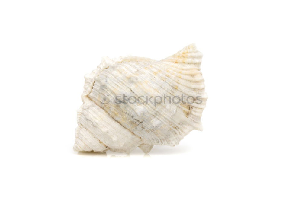 Similar – Image, Stock Photo Seashells. Top view with copy space.