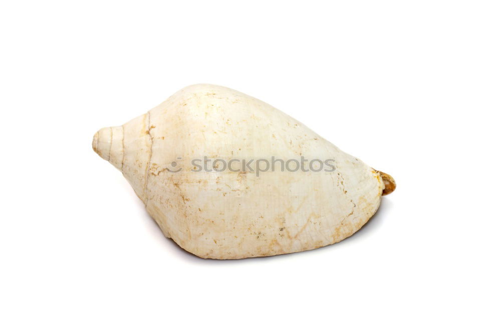 Image, Stock Photo herbarium Elegant Style