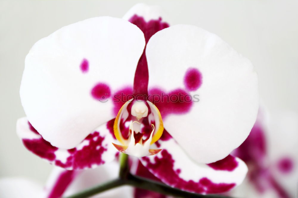 Similar – Orchidee Pflanze Blume