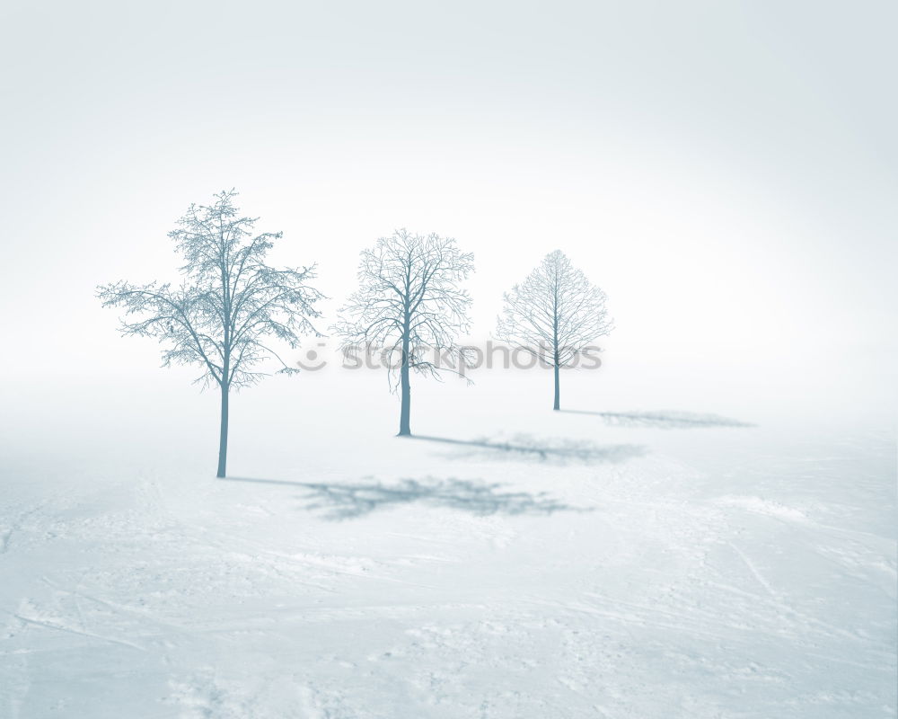 Similar – Image, Stock Photo Winter and evening atmosphere in the Black Forest