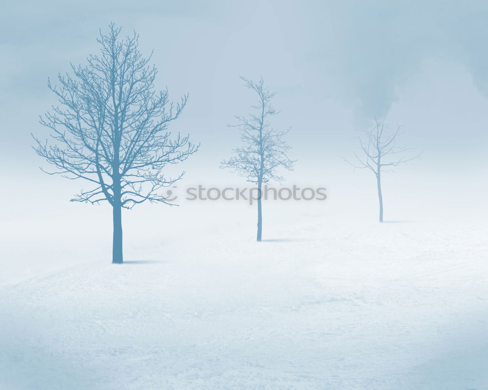 Similar – Image, Stock Photo Snow-covered wind beech / Schauinsland near Freiburg