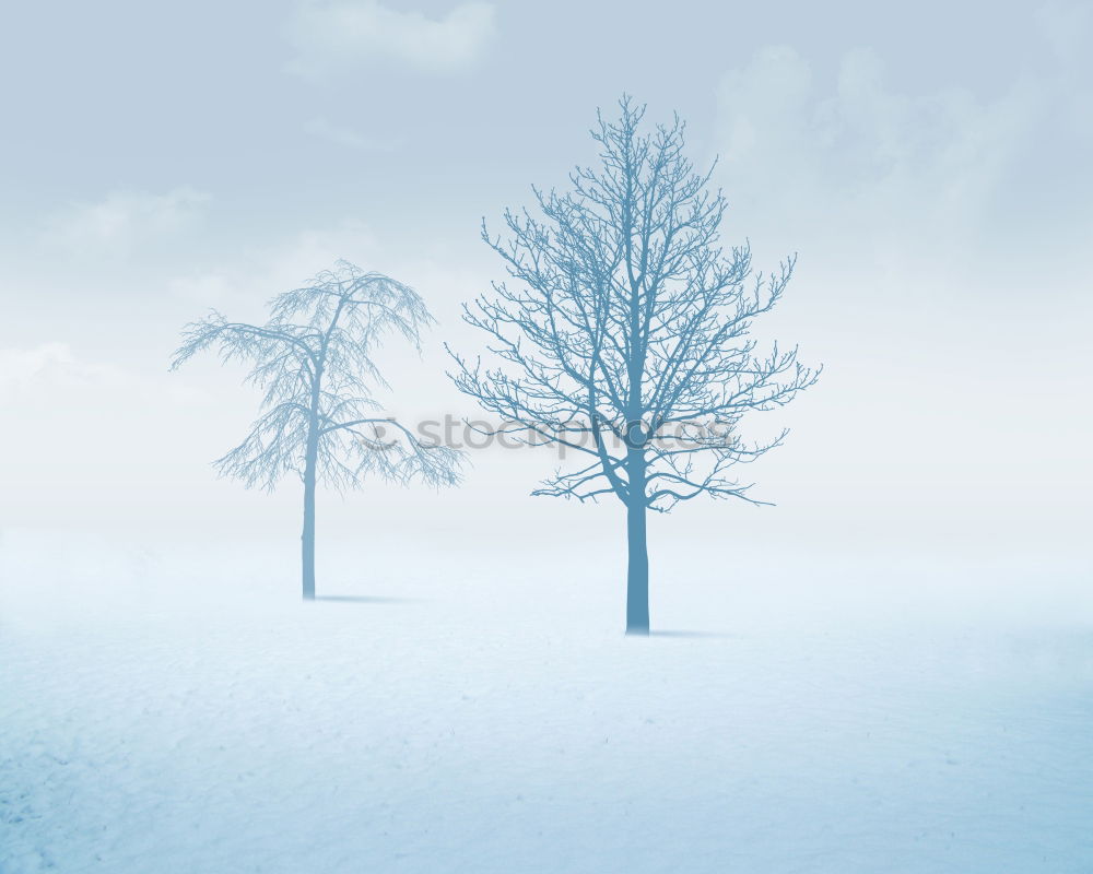 Similar – Image, Stock Photo Snow-covered wind beech / Schauinsland near Freiburg