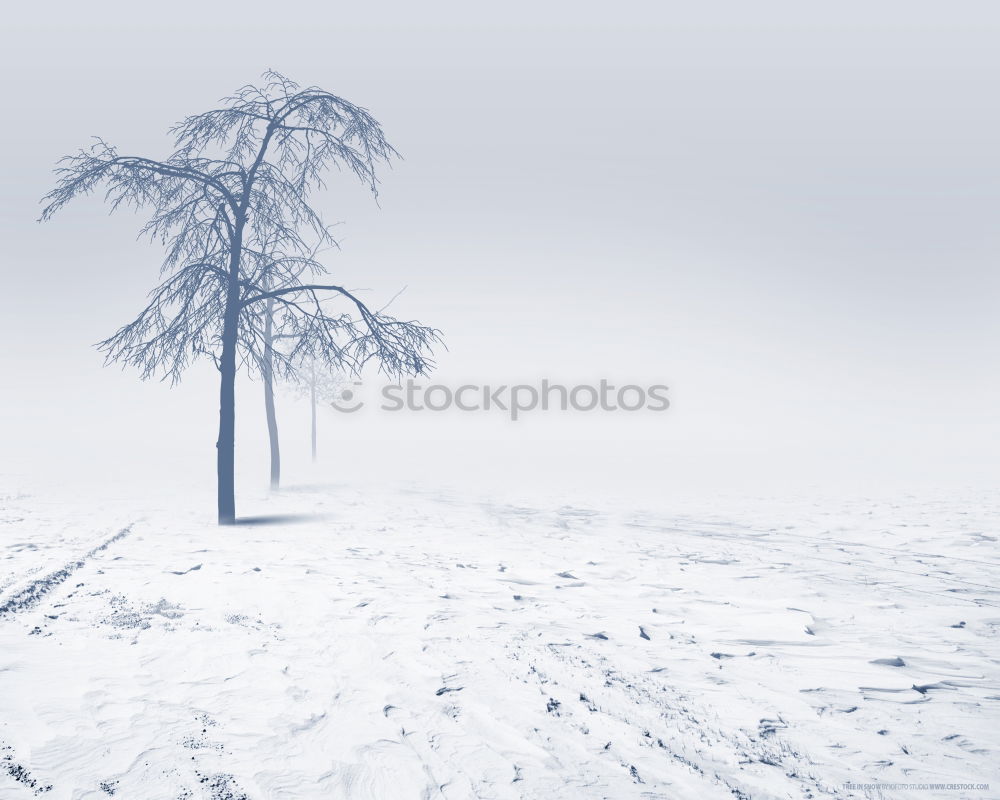 Similar – Image, Stock Photo Winter and evening atmosphere in the Black Forest