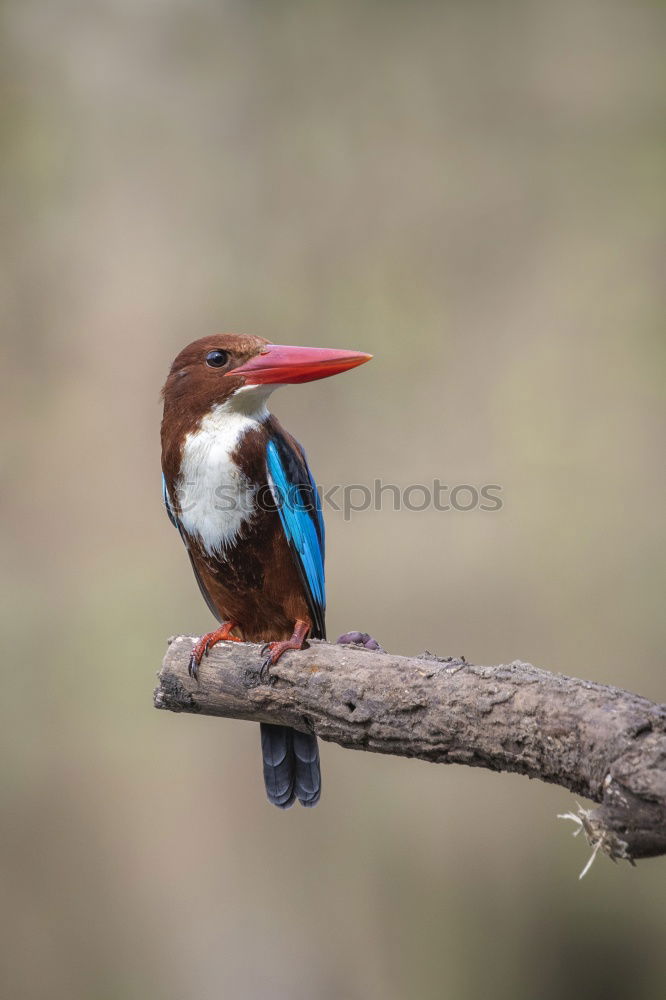 Similar – Brown Kingfisher, Blue Kingfisher