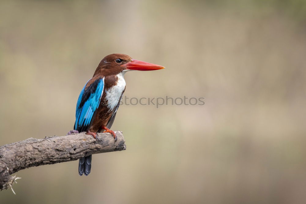 Similar – Brown Kingfisher, Blue Kingfisher