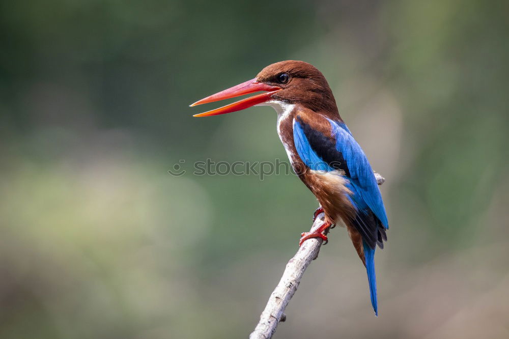 Similar – Brown Kingfisher, Blue Kingfisher