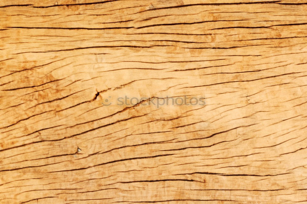 Similar – Tree cross section 1 Wood