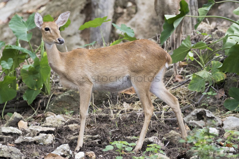 Image, Stock Photo Garden Safari III Body Care