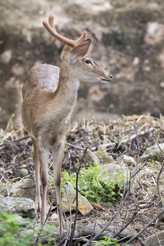 Image, Stock Photo Deer in forest Forest