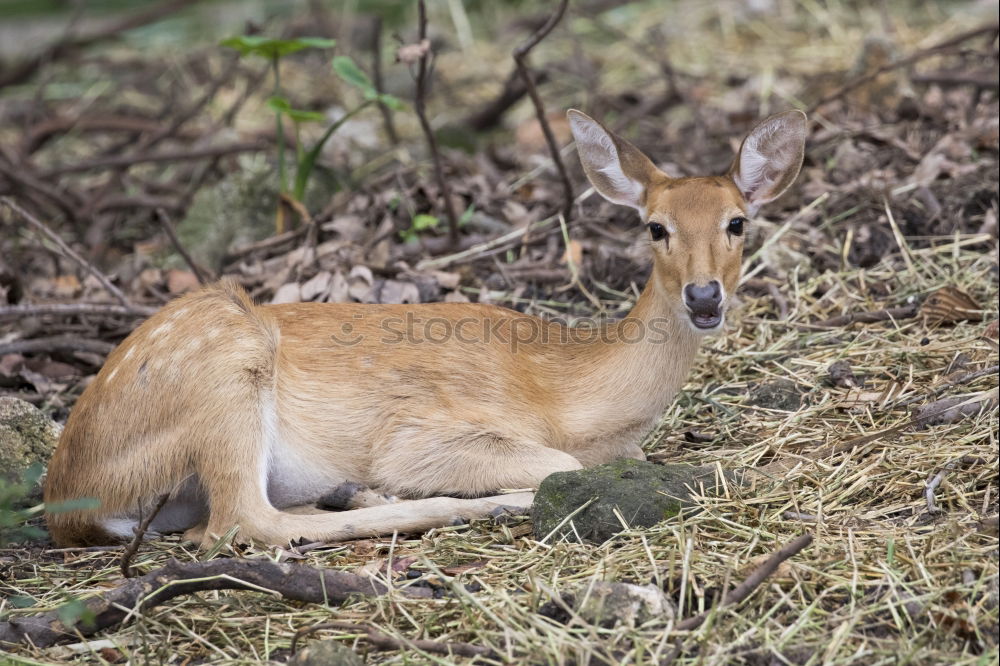 Similar – Tired Fox Environment