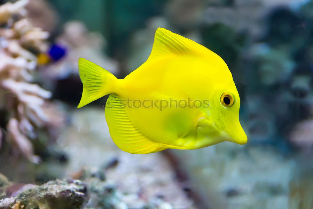 Similar – Image, Stock Photo fish Aquarium Ocean Yellow