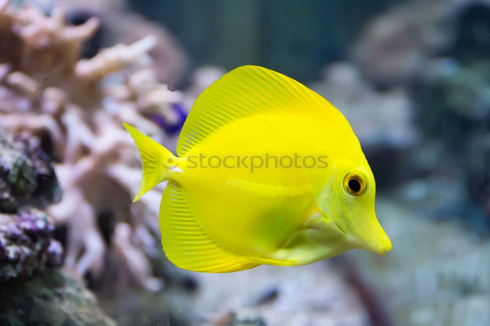 Similar – Image, Stock Photo fish Aquarium Ocean Yellow