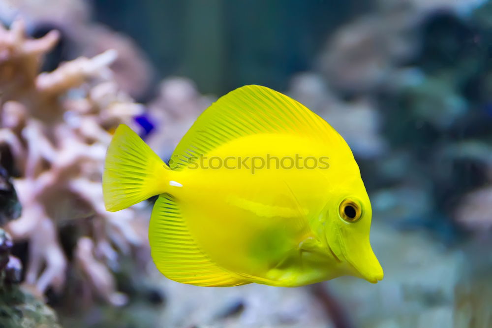 Similar – Image, Stock Photo fish Aquarium Ocean Yellow