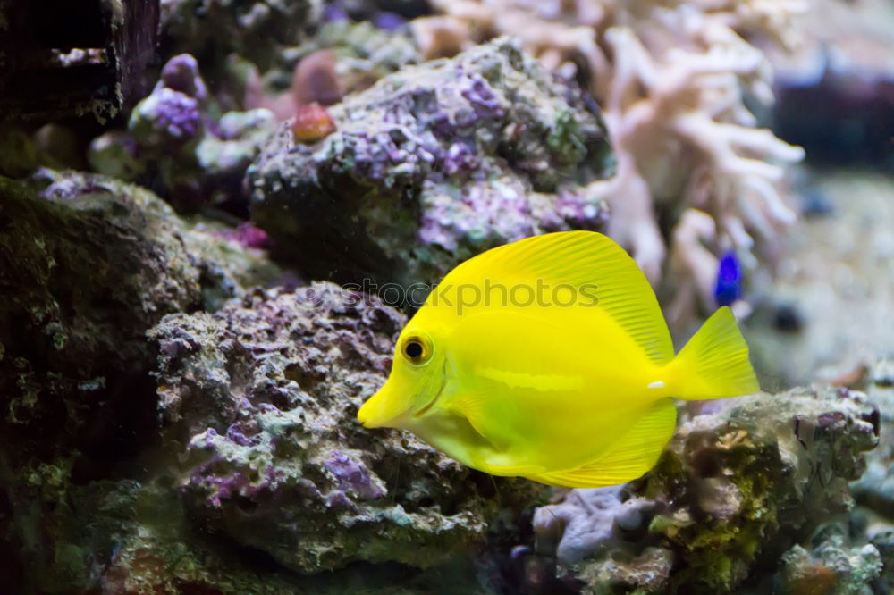 Similar – Image, Stock Photo fish Aquarium Ocean Yellow