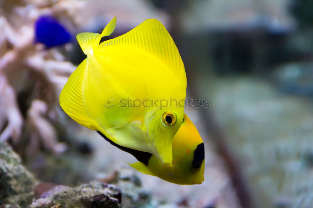 Similar – Image, Stock Photo cowfish Boxfishes Ocean