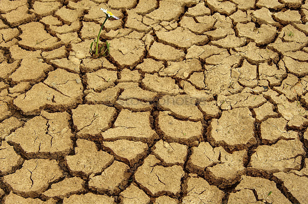 Similar – yellow tennis ball on the dessert ground