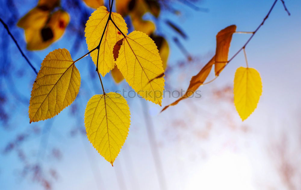 Similar – Image, Stock Photo red hazel leaves