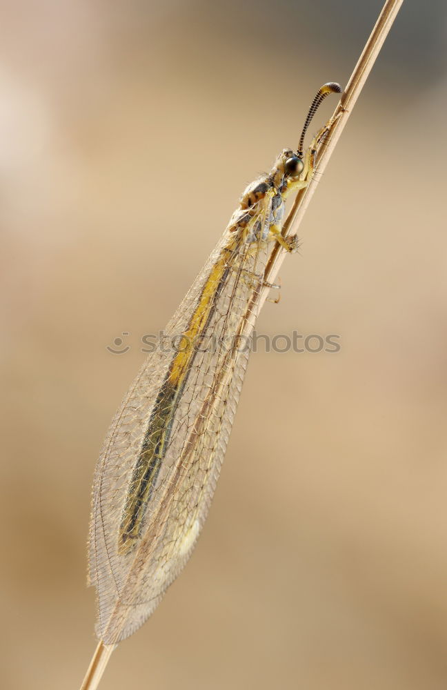 Image, Stock Photo Life in a drop of water (water flea)