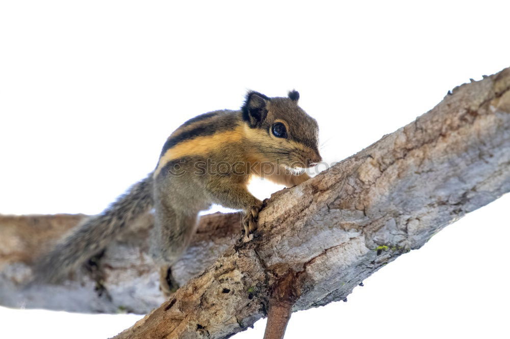 Similar – Squirrel stretches out