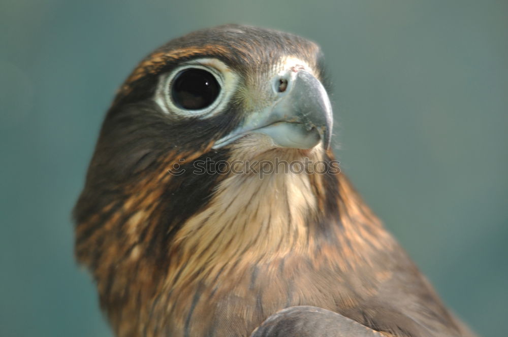 Similar – Close up front portrait of Golden eagle on green