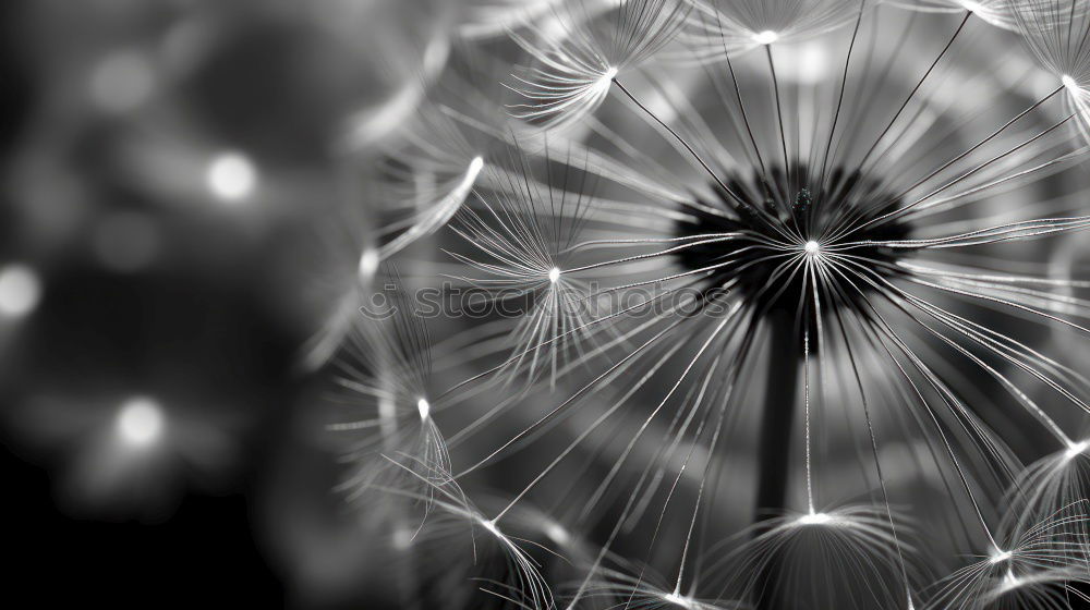 Similar – Image, Stock Photo Bouquet [Bokeh] in wintergreen