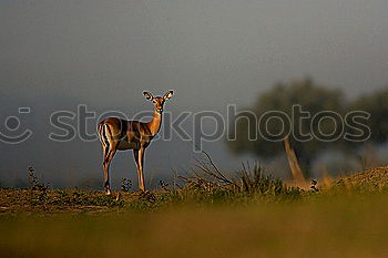 Similar – Image, Stock Photo Hey, Dude! Environment