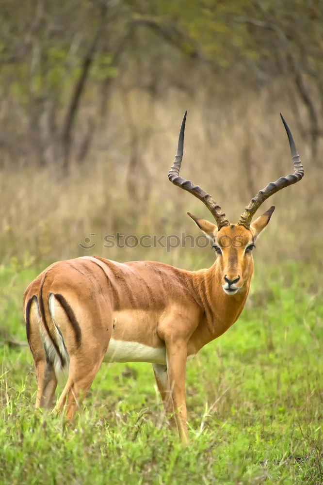 Similar – Image, Stock Photo springbok Animal