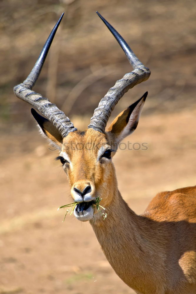 Image, Stock Photo springbok Animal