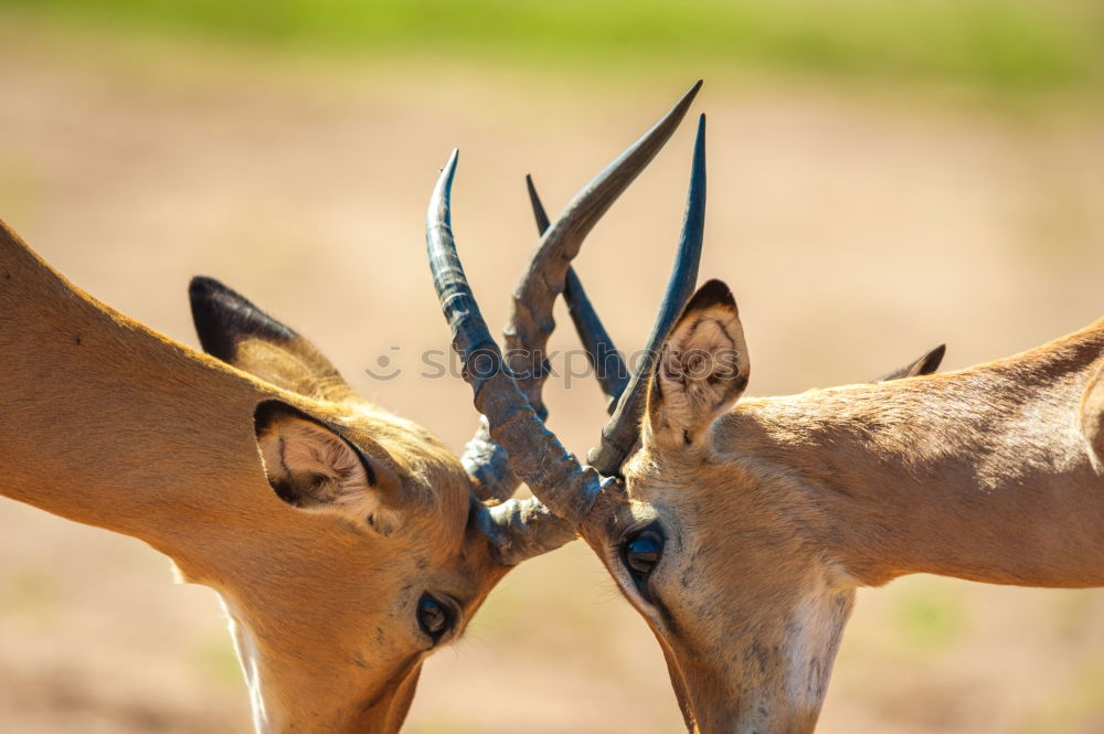 Similar – Image, Stock Photo relieving posture Animal