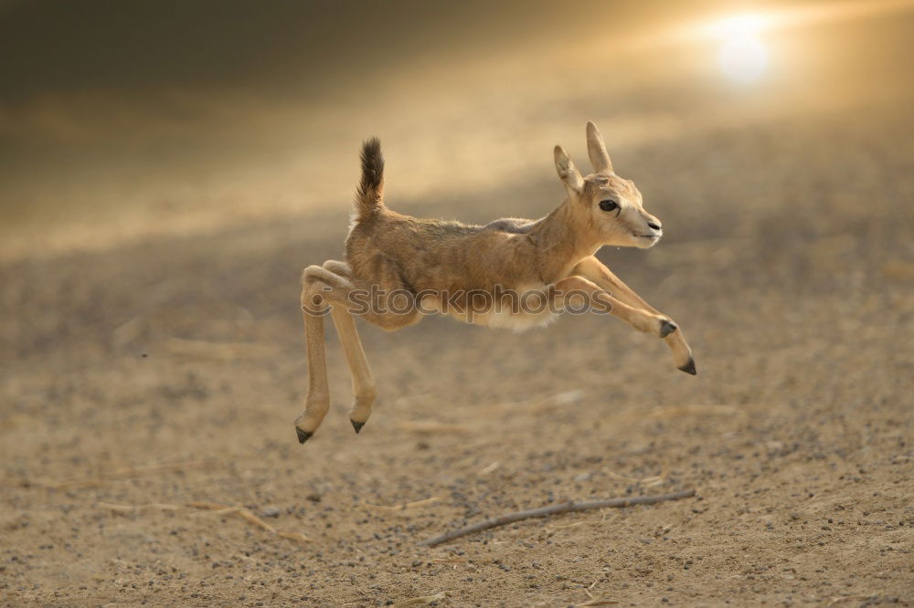 Similar – Image, Stock Photo fawn Nature Grass Meadow