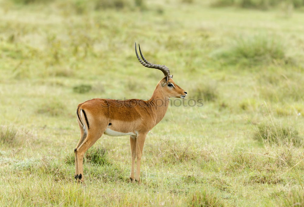 Similar – Image, Stock Photo female bush guib in the savannah