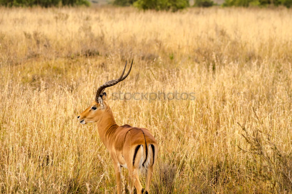 Similar – Thomson gazelles grazing