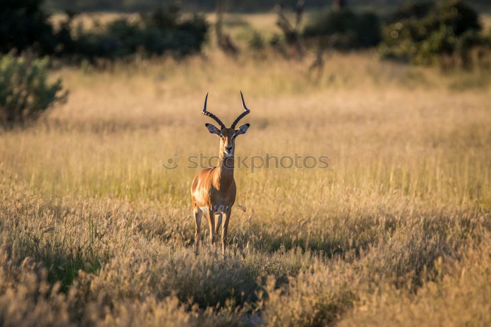 Similar – Image, Stock Photo Young stag in picturesque landscape in Scotland