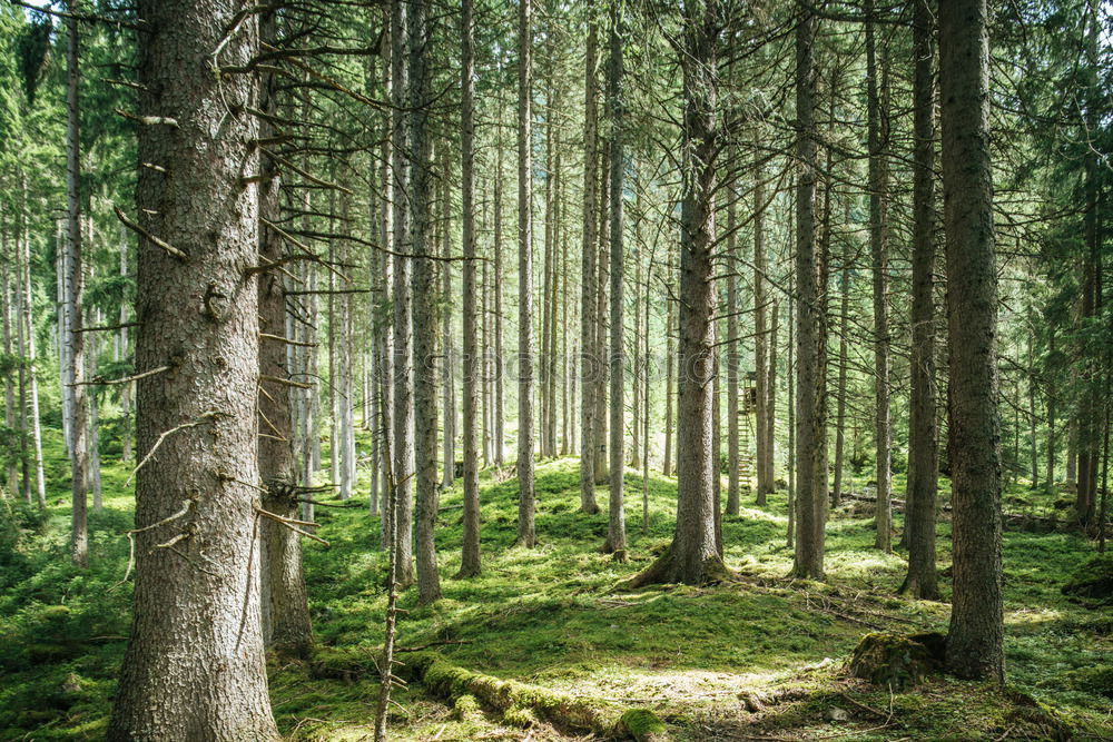 Similar – Image, Stock Photo A long way home through a springtime forest