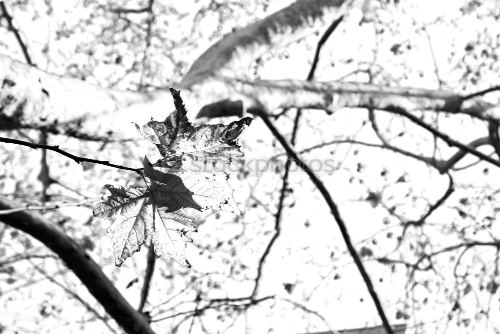 Similar – Foto Bild raben im schnee Rabenvögel