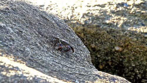 Similar – Image, Stock Photo spider Spider Spider’s web