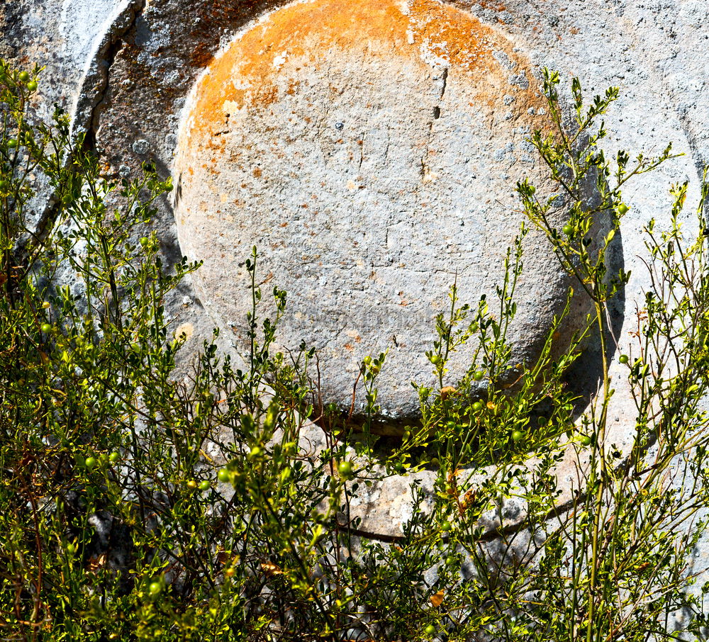 Similar – Image, Stock Photo Braiding on rocks