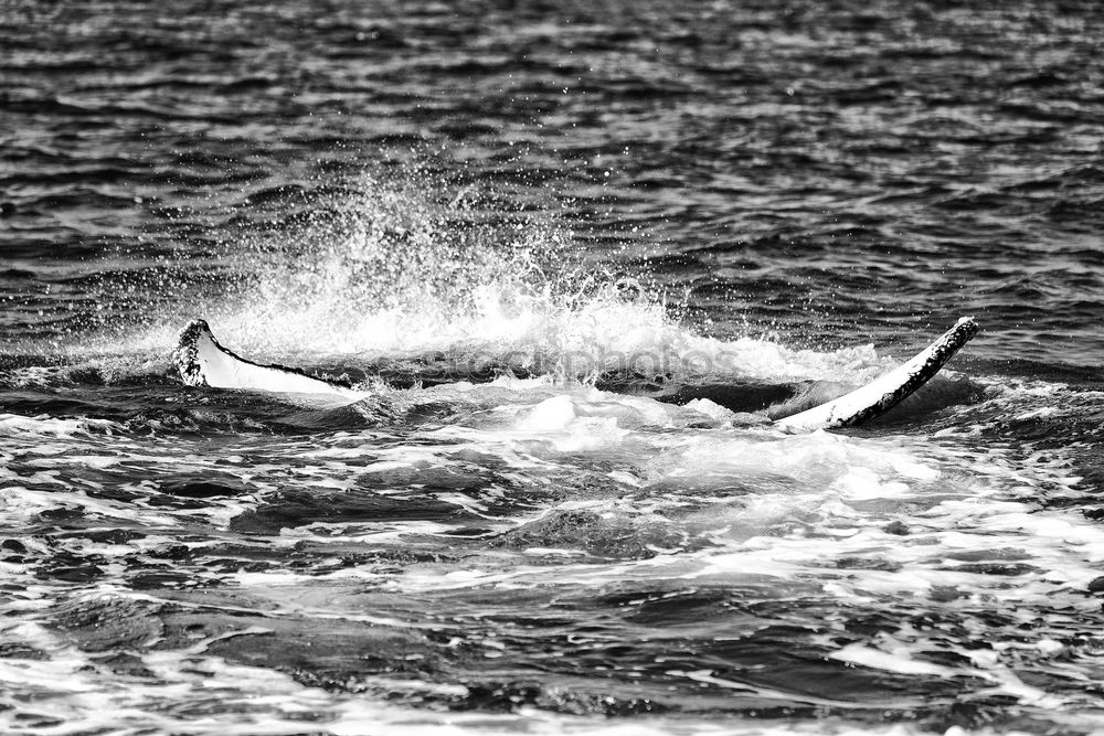 Image, Stock Photo shadow swimmer Kiting