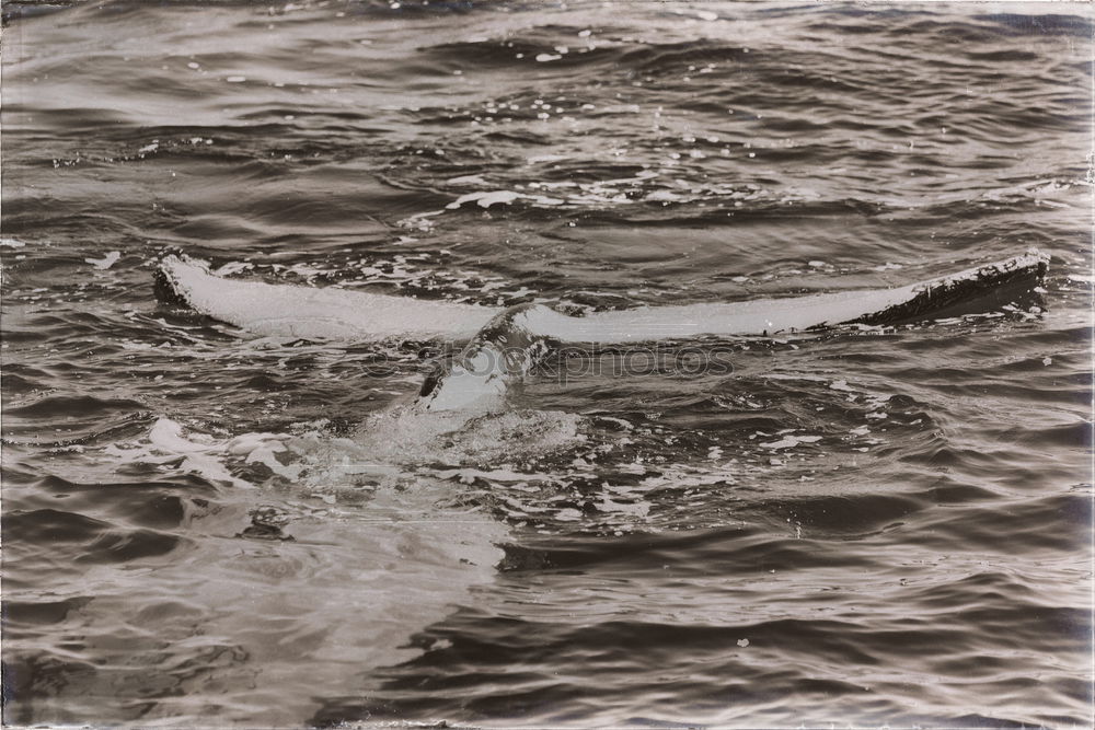 Similar – shark Beach Ocean Maldives