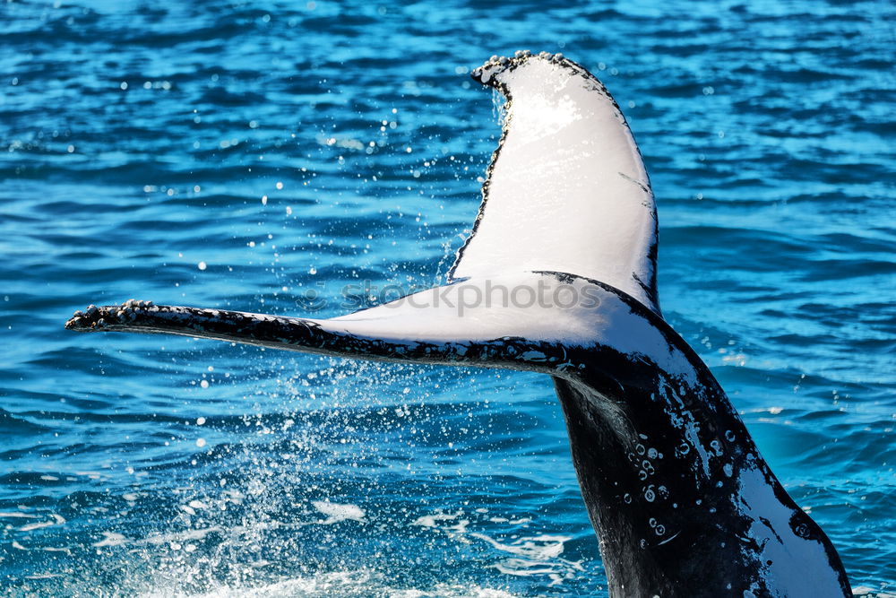 Similar – Image, Stock Photo Funny dolphins in the pool during a show at a zoo