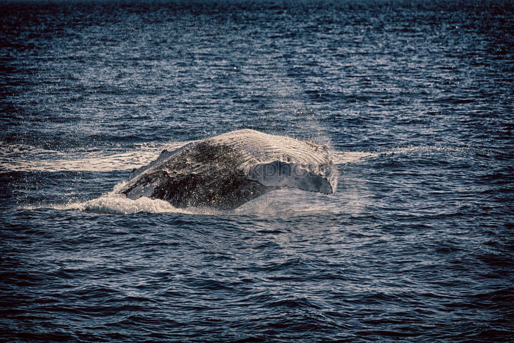 Similar – Image, Stock Photo New Zealand 87 Environment