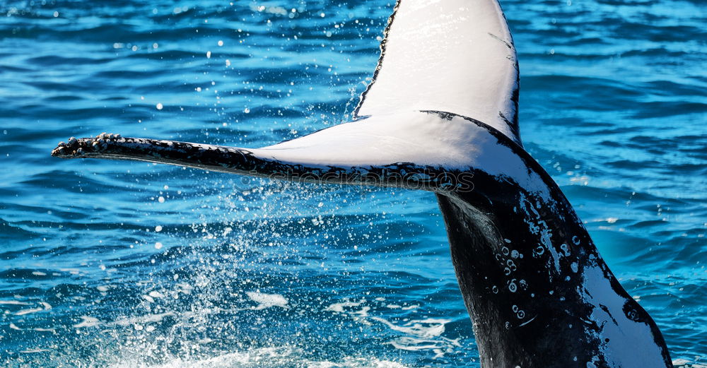 Similar – Dolphin swims in front of coral reef