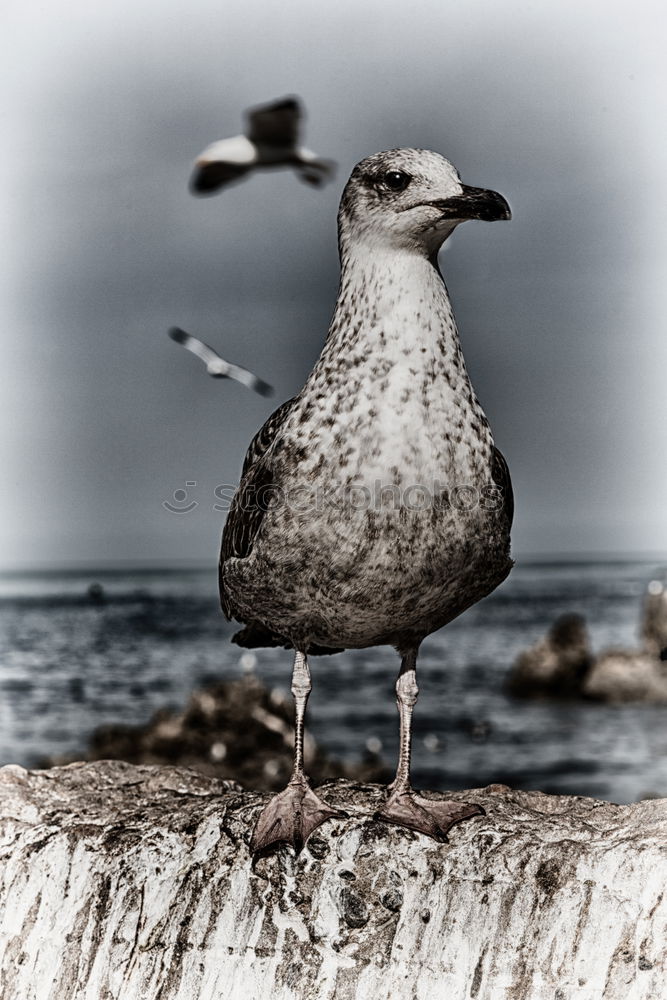 Similar – Image, Stock Photo A bird sits on a roof and looks. Flutebird, known for its attacks on humans. It has the ability to imitate voices. Queensland / Australia